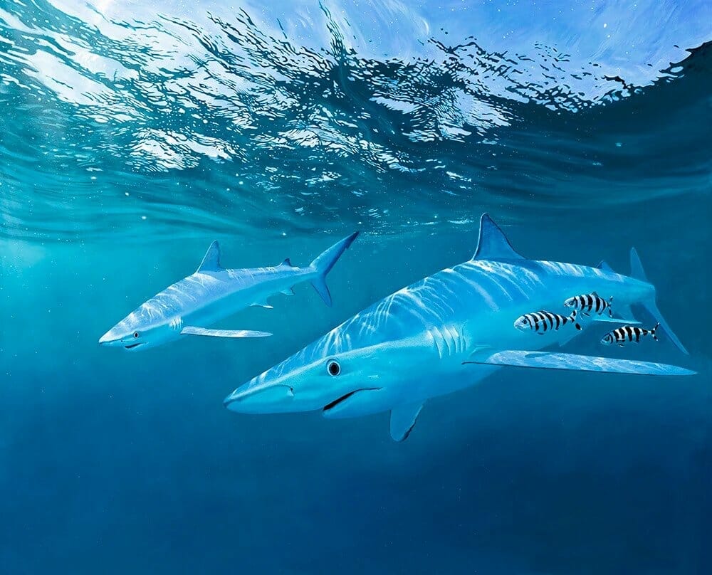 David Miller shark David Miller shark