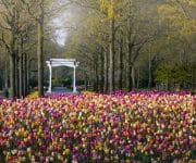 An image of the white bridge near the entrance of the park showing the scale of a hill with thousands of tulips that can be seen in front of it