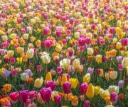 In some parts of the park, you can find endless seas of different colored tulips that together make a beautiful abstract color palette