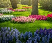 It's in the details with these small patches of different colored hyacinth flowers carefully places on the grass between the trees