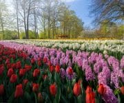 Lines and lines of tulips, hyacinths, and narcissus flowers in between the trees