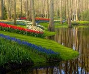 My favourite places in the Keukenhof are the pools. Seeing the water reflecting the trees and flowers gives such a calm feeling. If you look closely you can see a gardener do his work. Because even with no people visiting the garden, the work goes on