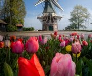 The famous keukenhof windmill. The miller was so kind to move it to the correct position for pictures