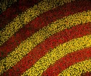 The red and yellow carpet of tulips as seen from a drone perspective from about 10 meters up