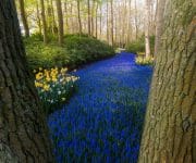 The world-famous 'Blue River.' A road of blue grape hyacinths zigzagging through the trees