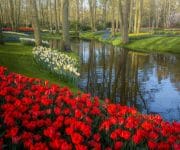 Zigzag lines of flowers, water, and paths almost looks like these scenes are dancing