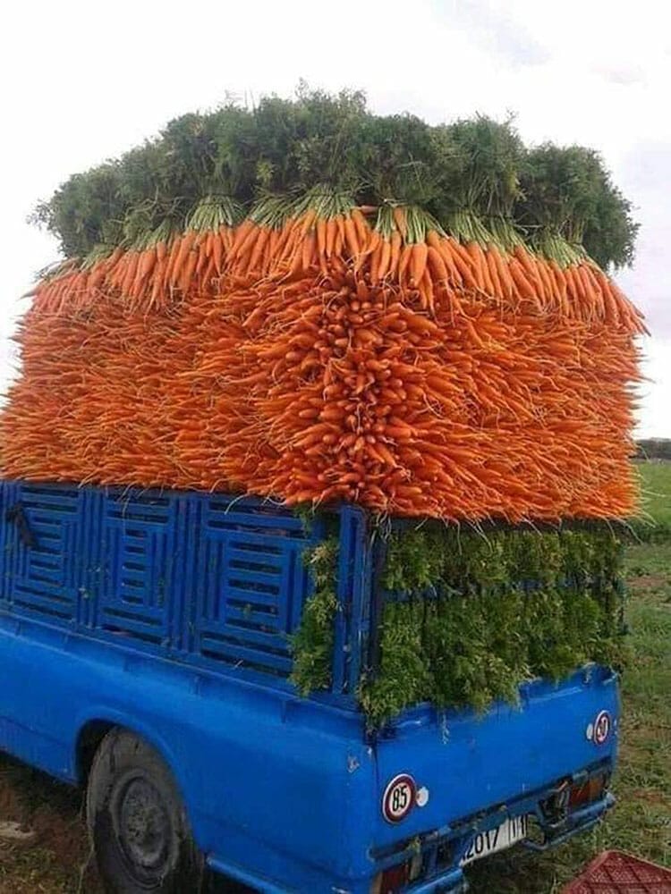Beautifully stacked carrots in the back of a truck