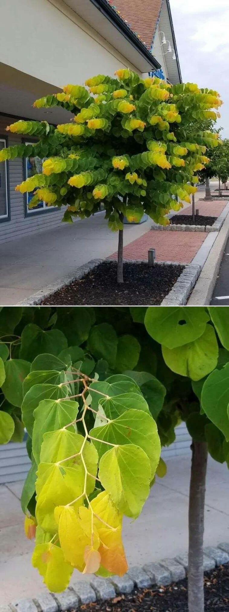 These Leaves In This Tree