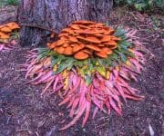 The natural artworks of Andy Goldsworthy