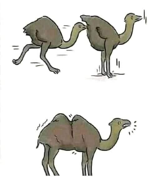 evolution of camels